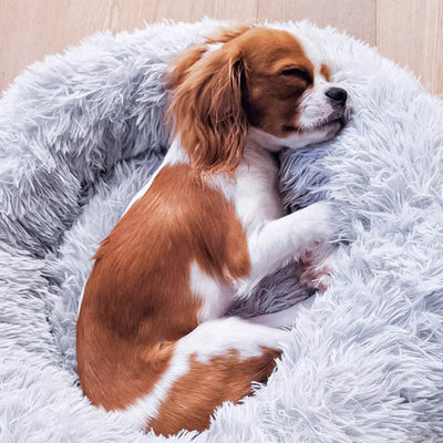 Letto da sogno per il tuo animale domestico