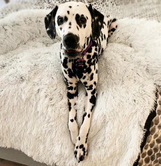 Protezione lenitiva dei mobili