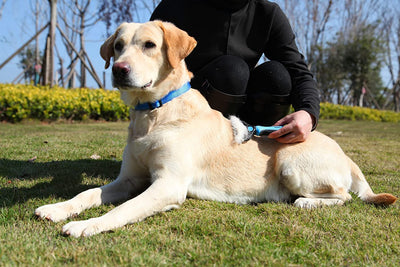 Spazzola per cani a doppia faccia
