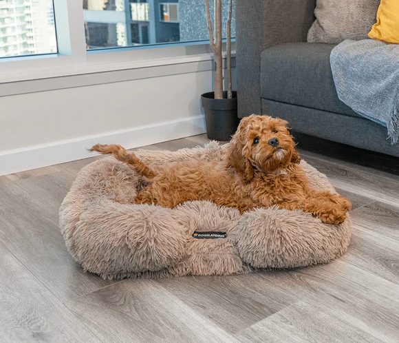 Comfort canino calmante: Divano per cani in memory foam premium