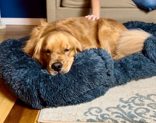 Comfort canino calmante: Divano per cani in memory foam premium