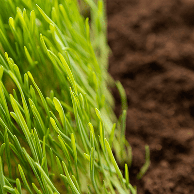 TESORO DEL SUOLO – STIMOLANTE PER PIANTE