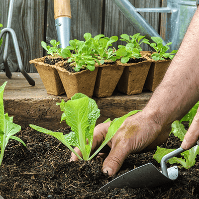 TESORO DEL SUOLO – STIMOLANTE PER PIANTE