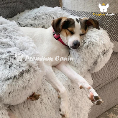 Cuscino per cani rimovibile