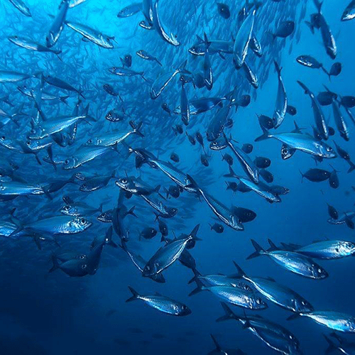 Esca spray liquida per la pesca