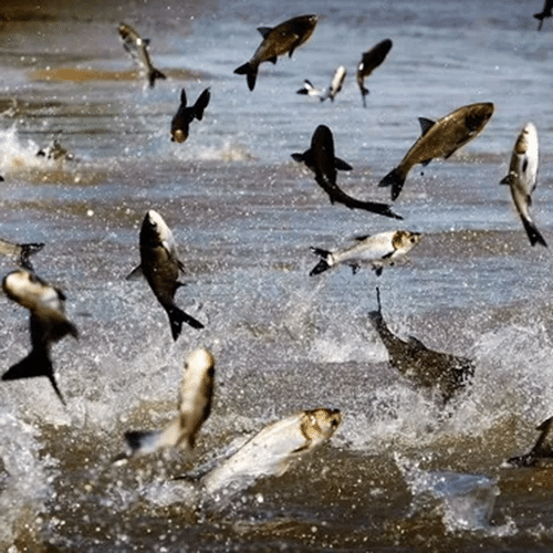 Esca spray liquida per la pesca